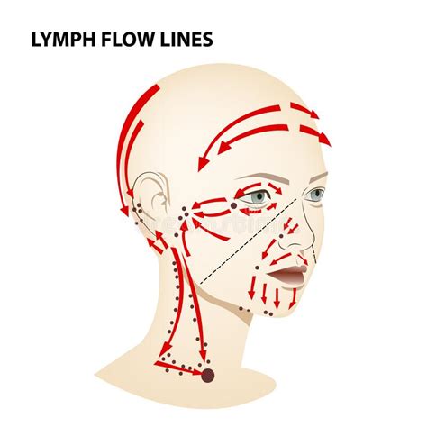 Medical Poster Lymphatic Flow On The Face And Neck Of A Person Vector