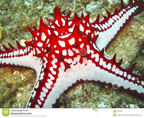 Although they are most commonly found in coral reefs, you can also find sea stars. Colorful Starfish Close Up Stock Image - Image: 7693011