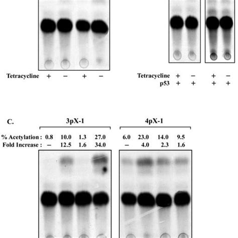 PX Induced Cdc2 Transcriptional Regulation In 3pX 1 And 4pX 1 Cells A