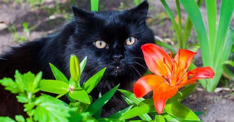 If you think your cat has ingested something poisonous, contact a veterinarian or the aspca animal poison control. Beware Of Lily Poisoning—One Bite Could Kill Your Cat ...