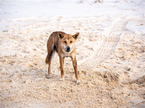 Fascinating Facts About Dingoes On Fraser Island Queensland