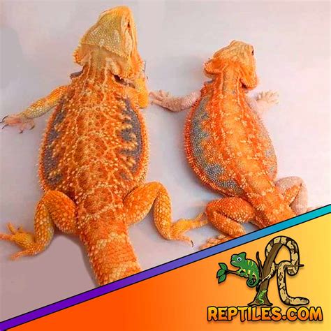 Citrus Bearded Dragon For Sale Baby Bearded Dragons For Sale