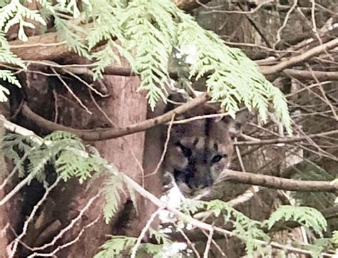 Multiple Cougar Sightings Prompt Warning In North Van Vancouver Is