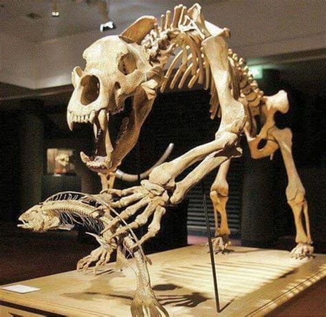 Fossil Skeleton Of A Prehistoric Cave Bear Ursus Spelaeus Catching
