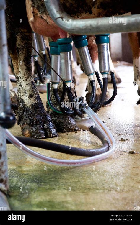 Mechanical Milking Mechanical Milking Hi Res Stock Photography And