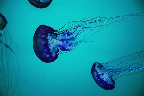 Animals Jellyfish Deep Ocean Deep Sea Marine Life Nature Ocean