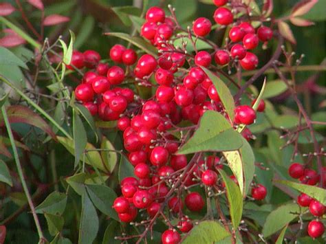 26 Types Of Red Fruit Berries Growing On Trees And Shrub Eathappyproject