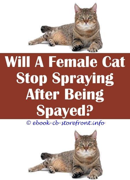 Cats who suffer from gingivitis may show a decrease in appetite, noticeable weight loss, and excessive drooling and foaming at the mouth while their head is shaking. Why Is My Cat Foaming At The Mouth After Flea Treatment