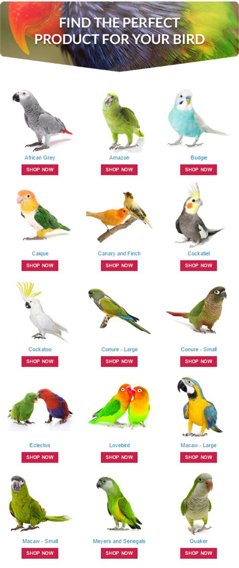Find The Perfect Product For Your Pet Parrot By Shopping At