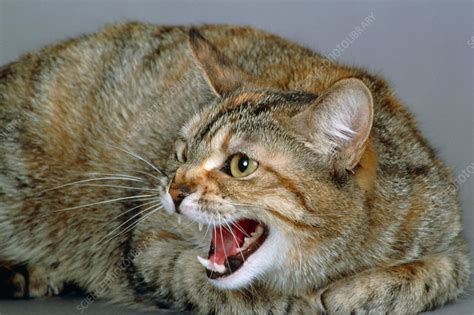 Cat Hissing Stock Image Z9340281 Science Photo Library