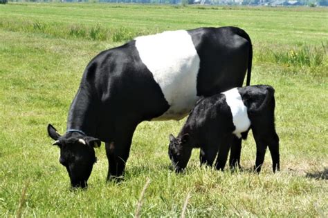 15 Black And White Cow Breeds With Pictures Pet Keen