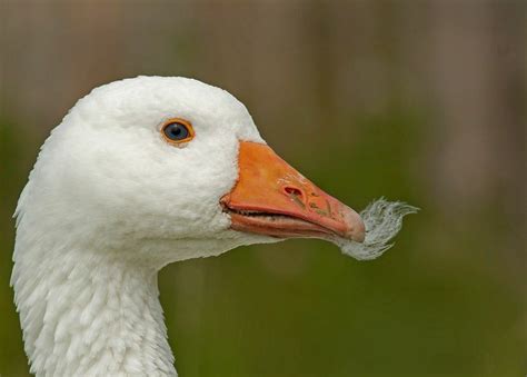 A Close Up Of A White Duck With An Orange Beak