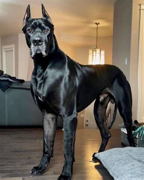 Italian Mastiff Cane Corso Dog Breed Information Petbutty