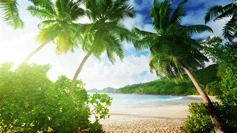 Wallpaper Tropical Beach Palm Trees Sand Sea Coast Clouds