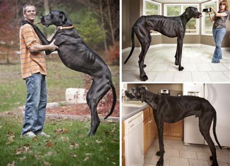 The Great Dane Is Now Officially The Worldís Tallest Canine According