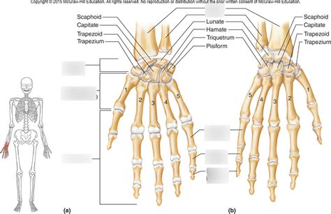 Hand Bones Diagram Quizlet