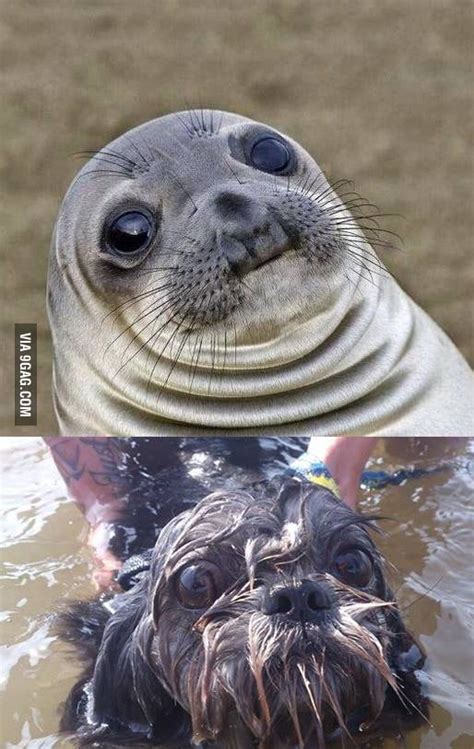 Awkward moment seal vs. my dogs reaction to swimming for ...