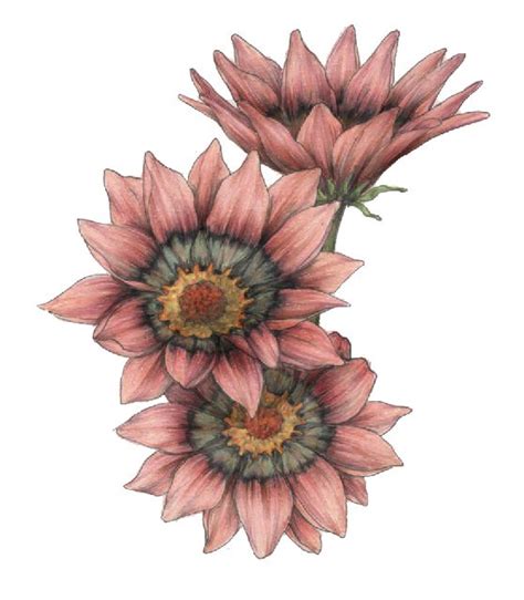30+ vectors, stock photos & psd files. Gazanias drawn with Prismacolor colored pencils | Folk ...