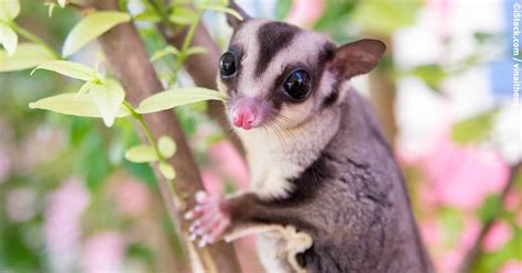 Sugar glider (#787) sugar glider large playset : Here's Why You Should Never Buy Sugar Gliders as Pets | PETA