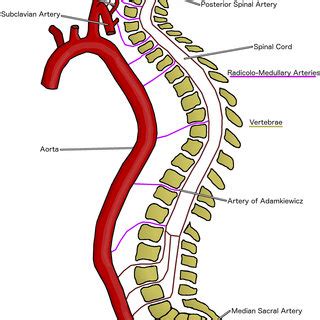 The Cervical Spinal Cord And Origin Of The Anterior Spinal Artery The