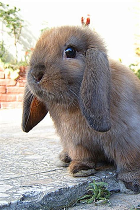 30 süße Baby Tiere - Sehen sie doch nicht niedlich aus? Wie ihr mit kostenfreien hilfsmitteln ganz einfach bestimmte stellen von.