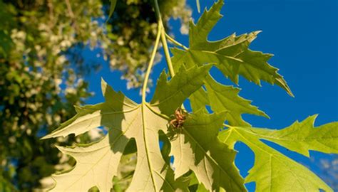 Identifying fruit trees by their leaves. How to Identify Silver Maple Trees | Garden Guides