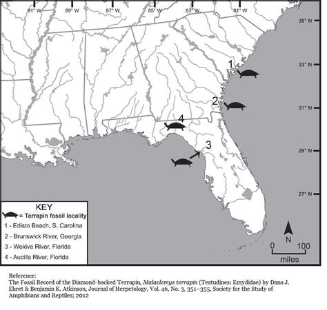 19g Diamond Back Terrapins Exploring Georgias Fossil Record