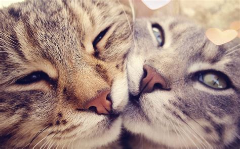 15 Things Your Cat Does Out Of Love Even If It Doesnt Seem Like It