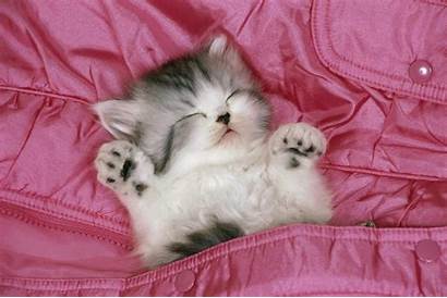 Sleeping Cat Animal Kittens Kitten Cats Wallpapers