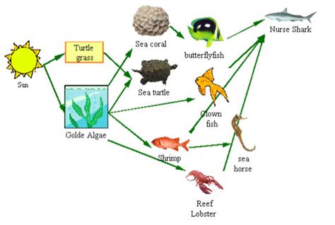 The Incredible Coral Reef The Food Web Predators And Their Prey