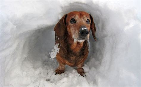 16 Pups Who Are Dachshund Through The Snow Dachshund Dog Dachshund