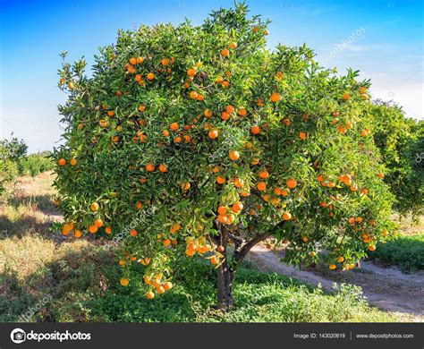 Orange Tree Agrohortipbacid