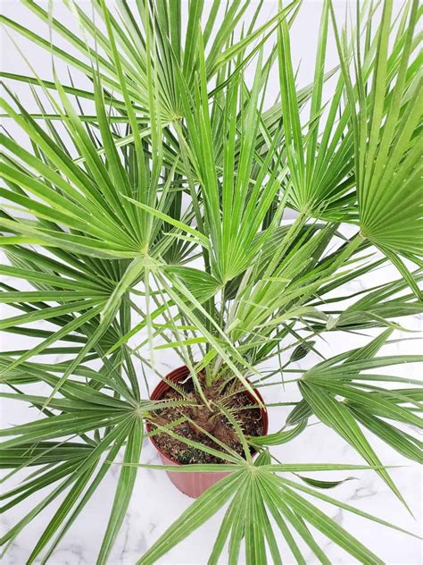 Chinese Fan Palm Care Guide Livistona Chinensis Paisley Plants
