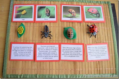 Insect Themed Lesson Plans For Kindergarten To First Grade The Pinay