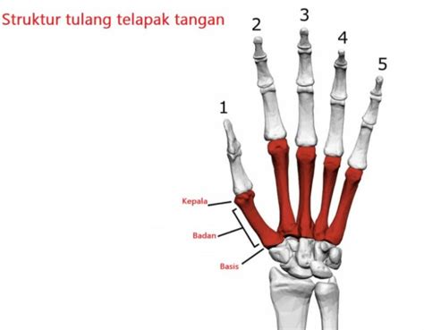 Fungsi Tulang Telapak Tangan Struktur Dan Karakteristiknya Lengkap