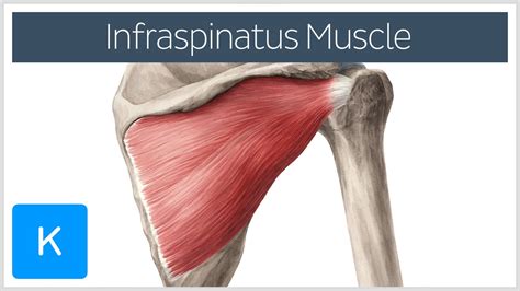 Infraspinatus Muscle Origin Insertion And Function Human Anatomy