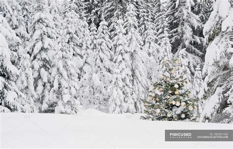 Decorated Christmas Tree In Snowy Forest Of Salzburg Austria