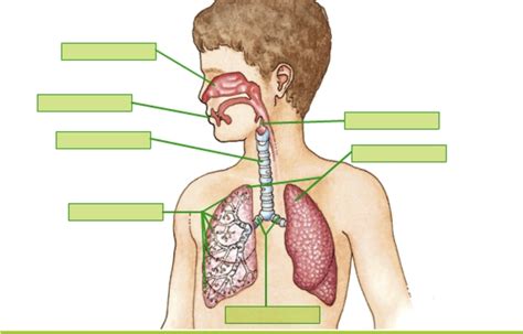 Sistema Respiratorio Ficha Interactiva Topworksheets Sexiz Pix