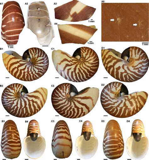 Shell Fragments Of The Nautilus Pompilius Specimen From Vanuatu Amnh