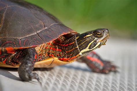 Imagine This Eastern Painted Turtle