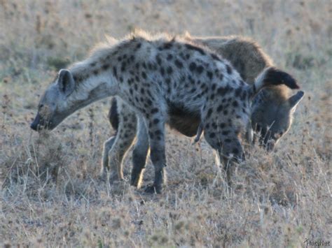 hyena hyenas story of africa