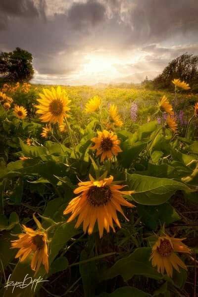 Incredible Photography Of Ryan Dyar Sunflower Garden Landscape The