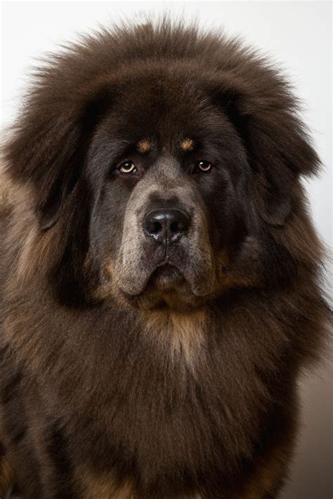What Is The Biggest Fluffy Dog Breed