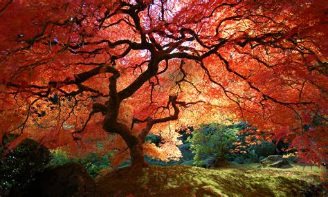 Japanese Maple In Autumn The Famous Japanese Maple Tree In Flickr