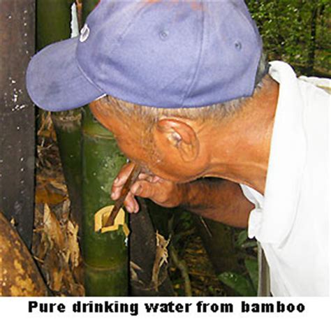 Don't rush to water the mature plants until its leaves are started to drop off, signaling the thirst for … Wilderness Water | Bushcraft Spirit