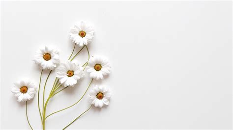 White Flowers Branches In White Background Hd White Aesthetic