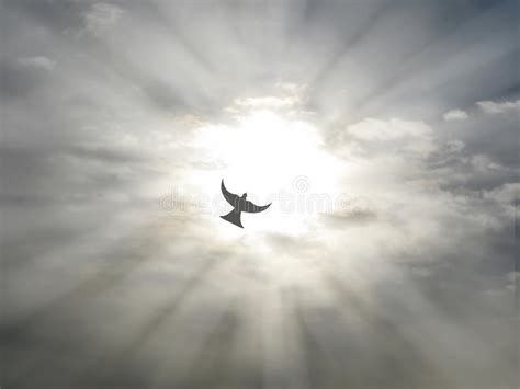Easter Holy Spirit Peace Dove Flying Through Open Sky