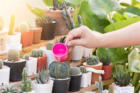 Comment prendre soin de ses plantes pendant les vacances