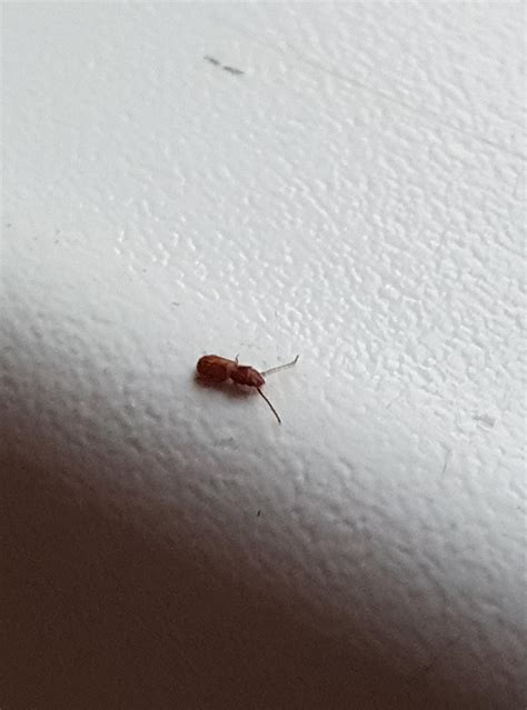 Whats This I Found Few Of Them On My Windowsill About 1mm Long