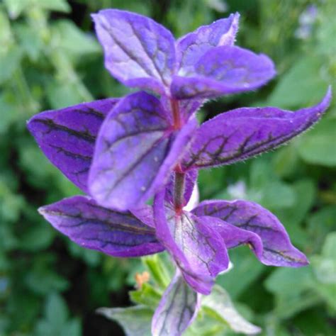Salvia Horminum Syn Salvia Viridis Blue Monday Sage Blue Monday